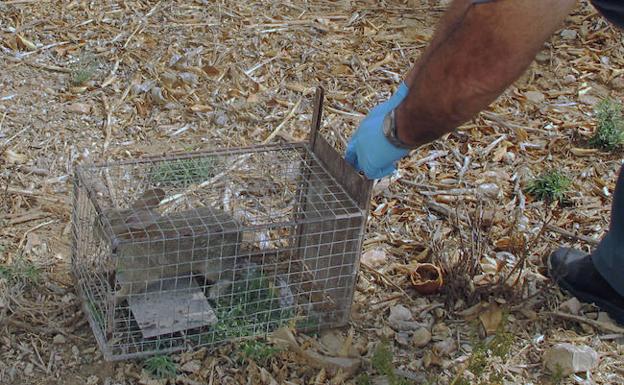 Como Hacer Una Ballesta Para Cazar Animales